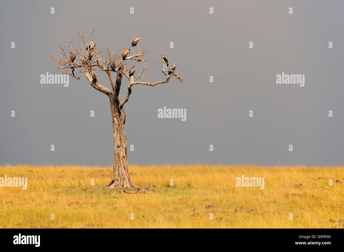 Geier im toten Baum, game Reseve Masai Mara, Kenia Stockfoto