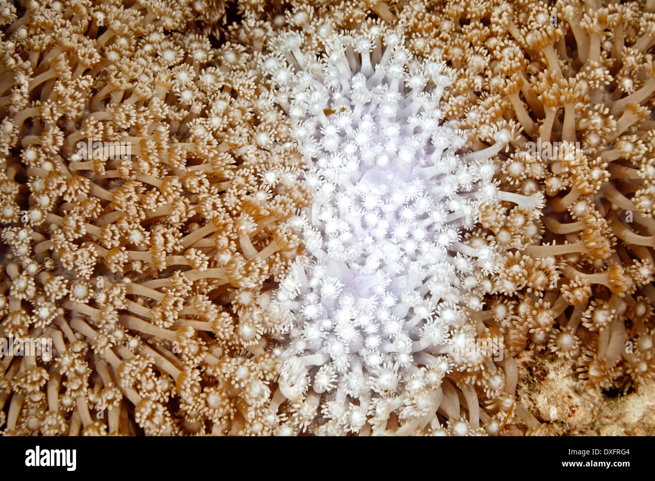 Ein gebleichten Bereich in einem Patch von Goniopora Steinkorallen. Korallenbleiche wird durch die globale Erwärmung verursacht. Stockfoto