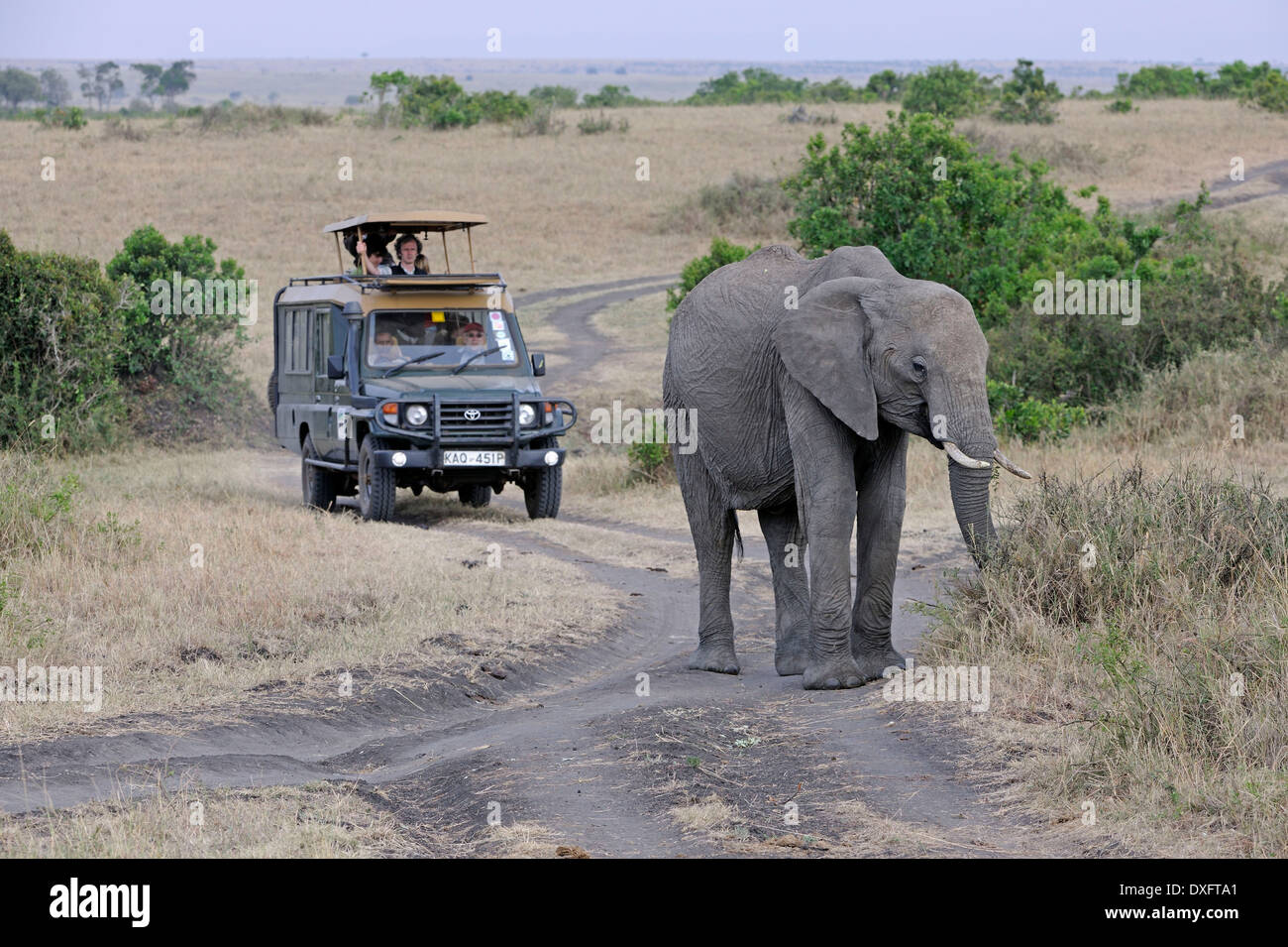 Afrikanischer Elefant ältere weibliche, Safari Auto Safari, Masai Mara Game reserve, Kenia / (Loxodonta Africana) Stockfoto