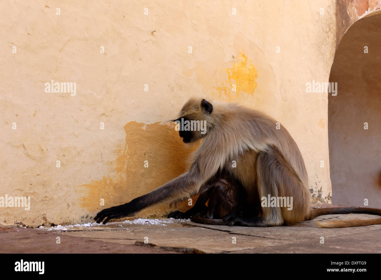 Jaipurian Languren in Amber Palast, Jaipur, Indien. Stockfoto