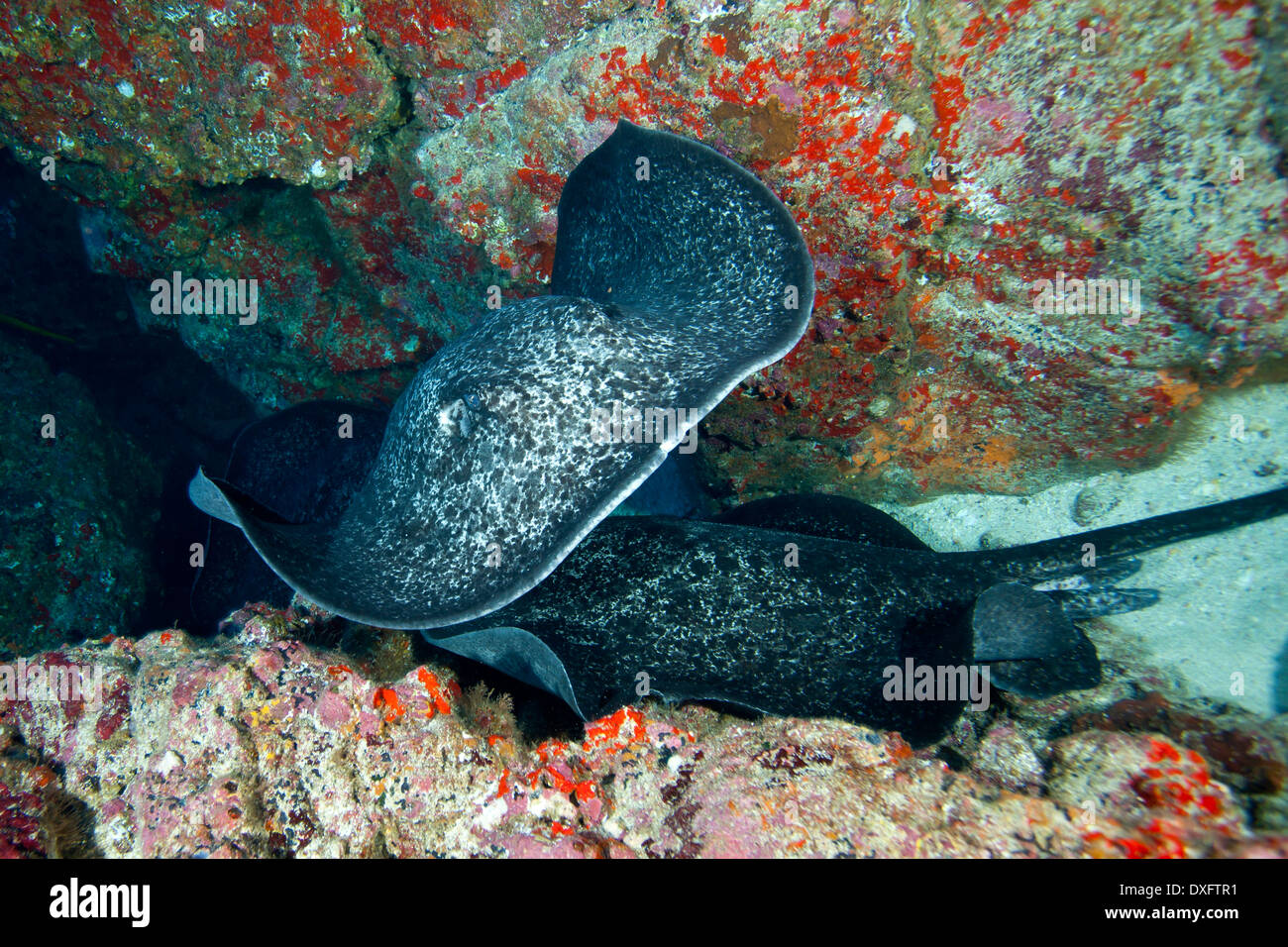Marmorierte Ray, Taeniura Meyeni, Cocos Island, Costa Rica Stockfoto