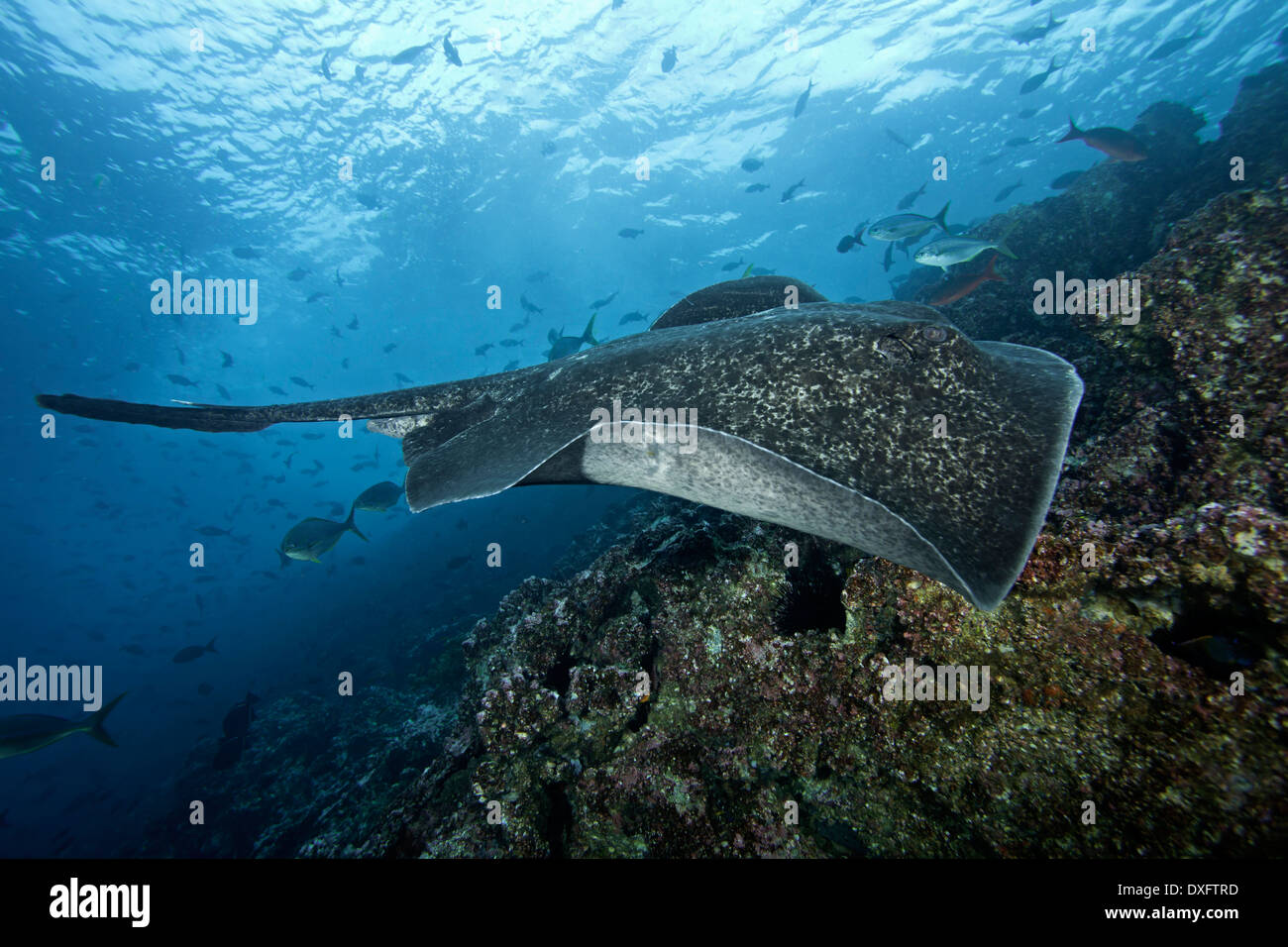 Marmorierte Ray, Taeniura Meyeni, Cocos Island, Costa Rica Stockfoto