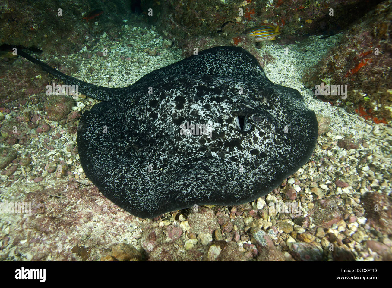 Marmorierte Ray, Taeniura Meyeni, Cocos Island, Costa Rica Stockfoto