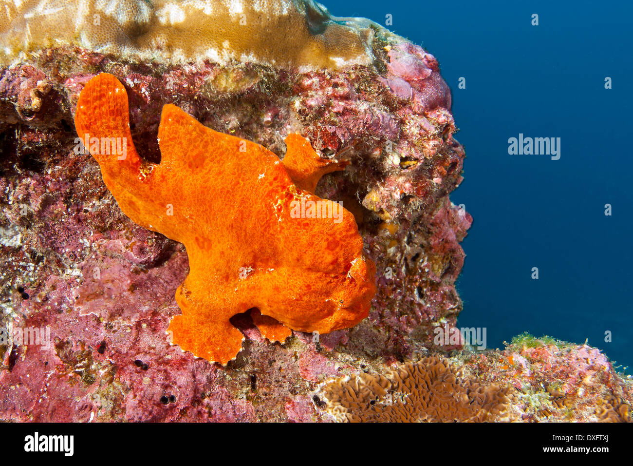 Red Giant Anglerfisch Antennarius Commersoni, Cocos Island, Costa Rica Stockfoto