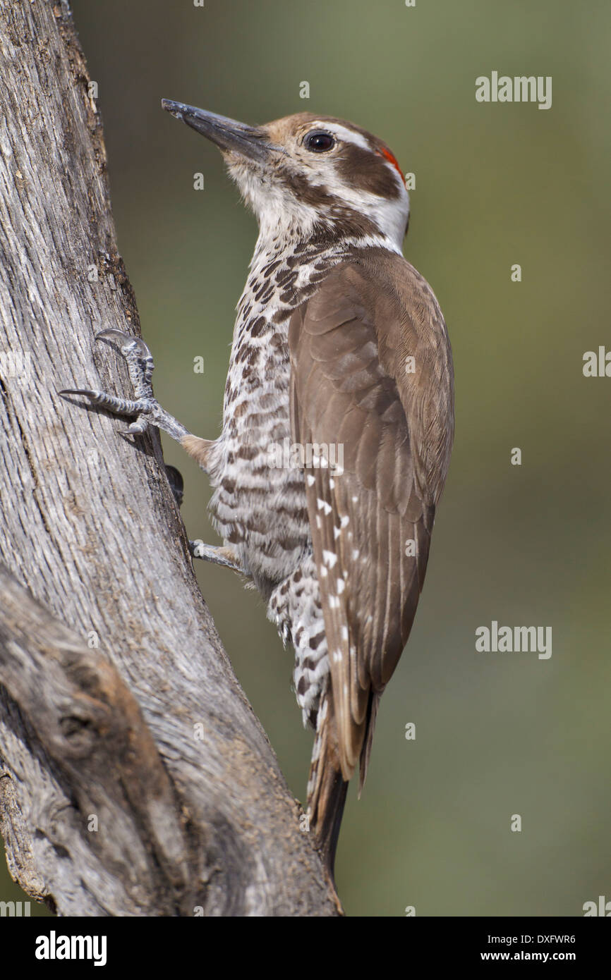 Arizona Specht - Picoides Arizonae - Männchen Stockfoto