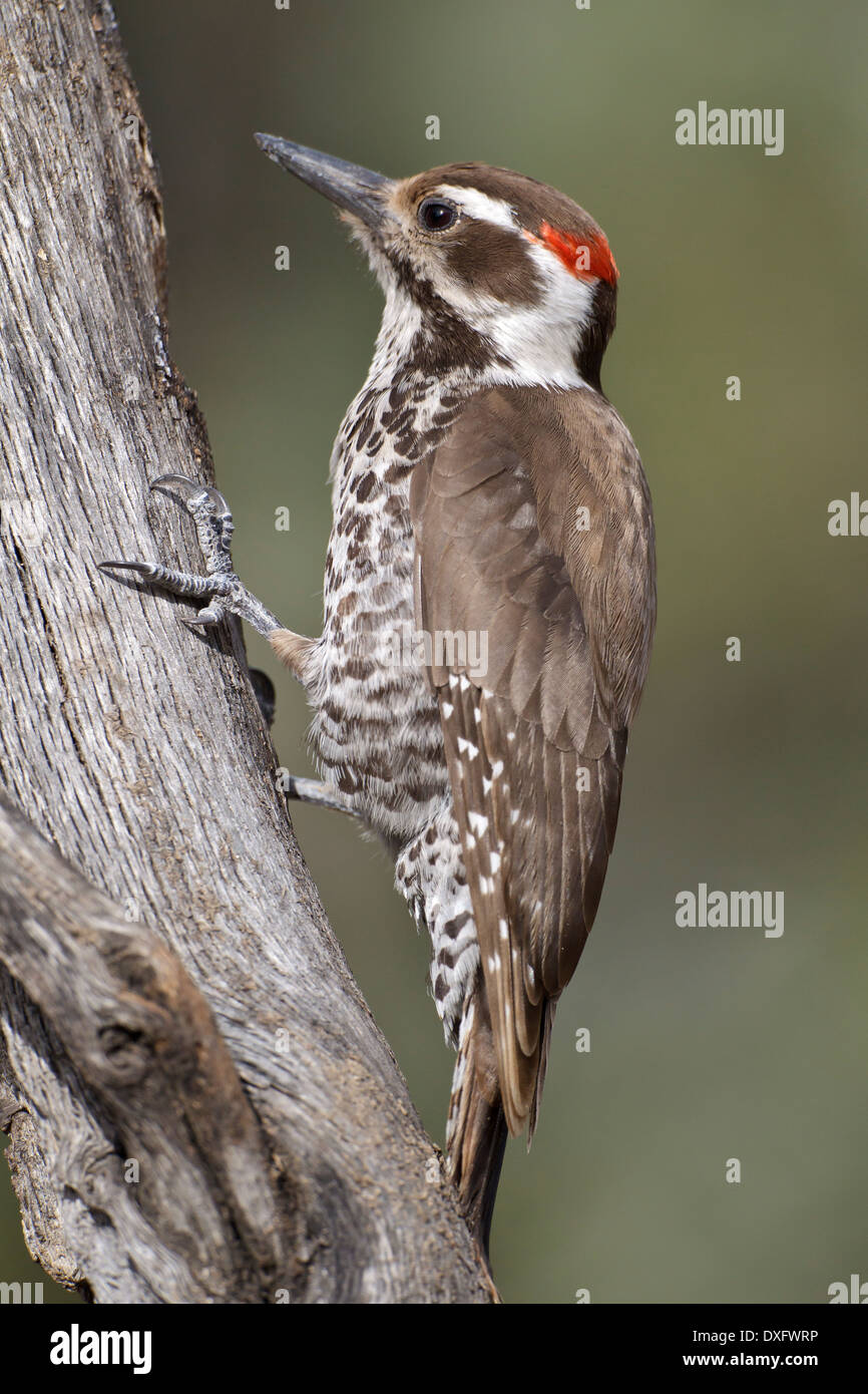 Arizona Specht - Picoides Arizonae - Männchen Stockfoto