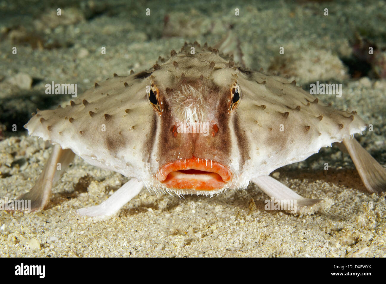 Ogcocephalus Darwini Stockfotos und bilder Kaufen Alamy