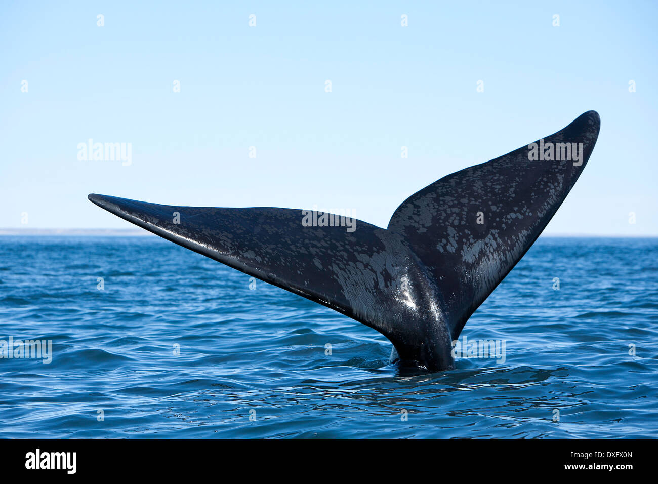 Der Southern Right Whale Tail Eubalaena Australis, Halbinsel Valdés, Patagonien, Argentinien Stockfoto