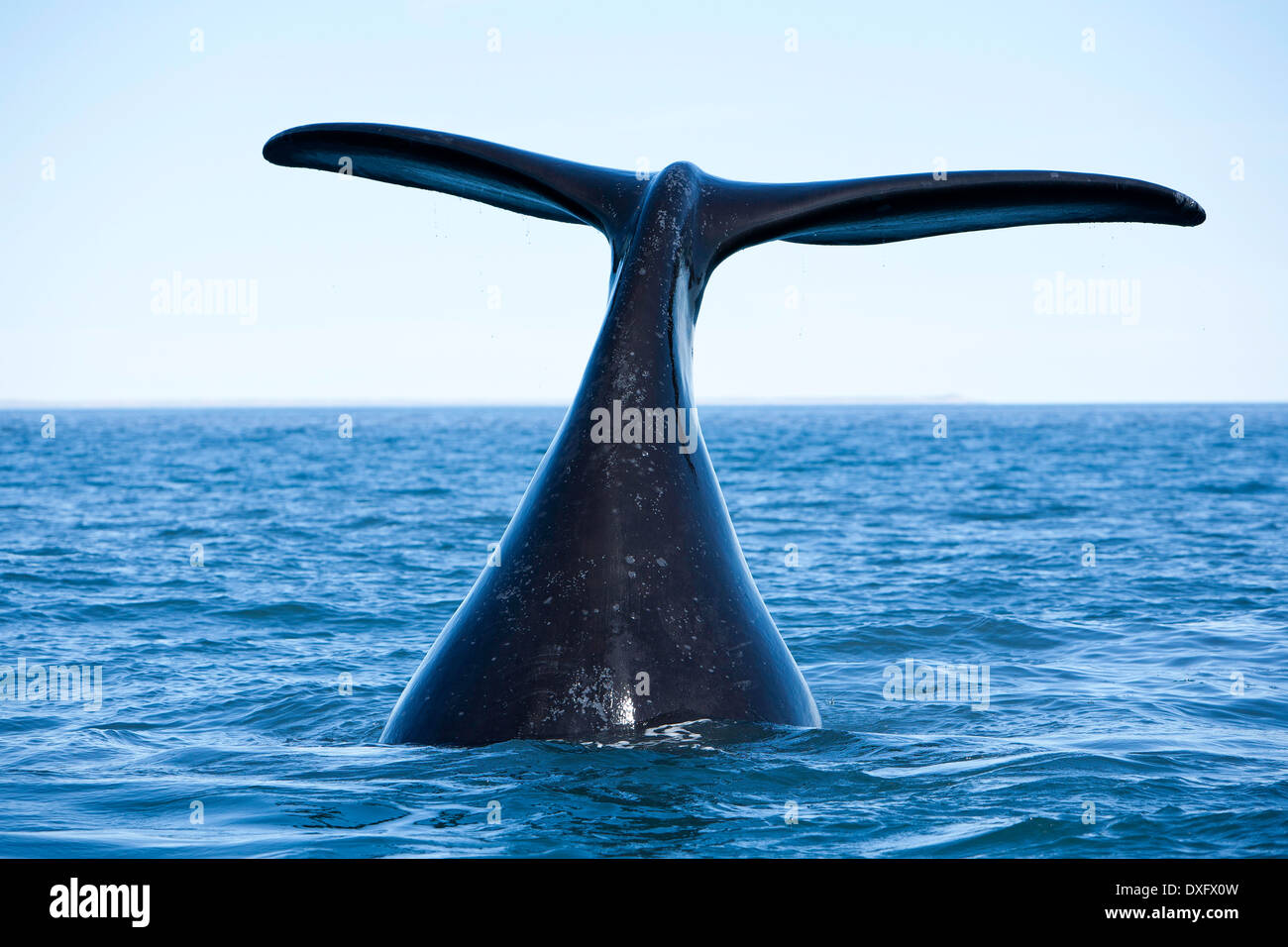 Der Southern Right Whale Tail Eubalaena Australis, Halbinsel Valdés, Patagonien, Argentinien Stockfoto