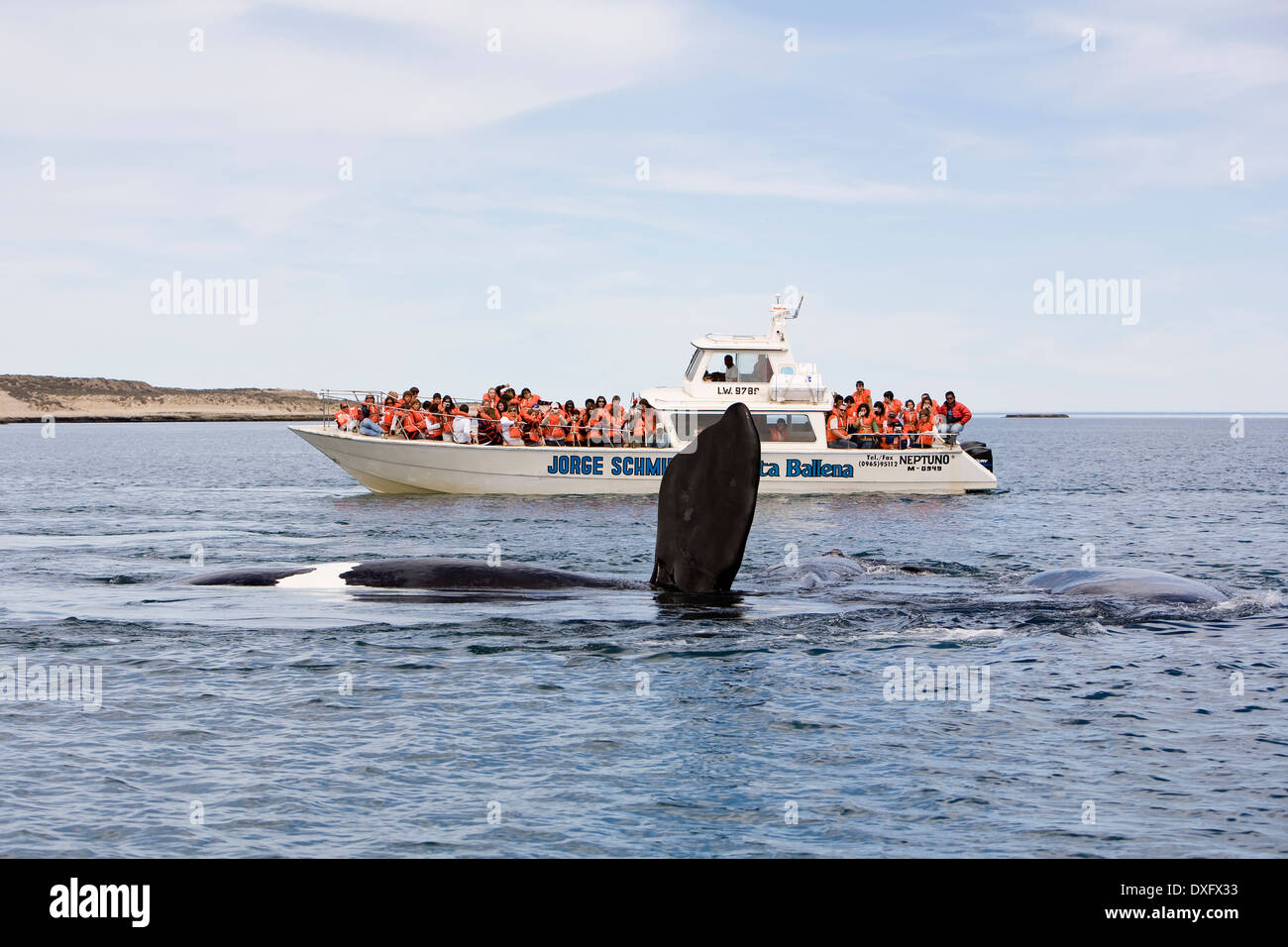 Whale-watching Boot und südlichen Glattwal Eubalaena Australis, Halbinsel Valdés, Patagonien, Argentinien Stockfoto