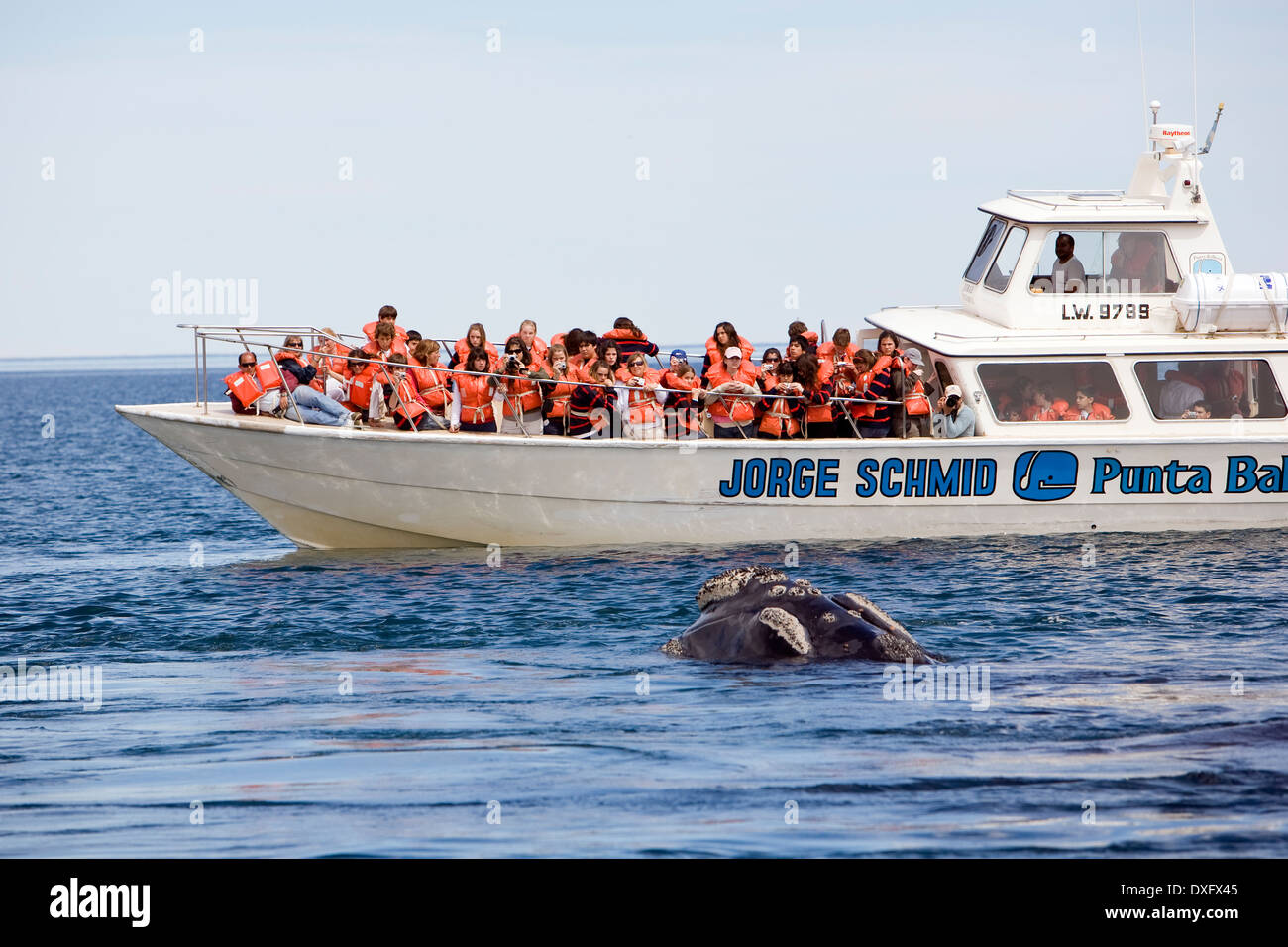 Whale-watching Boot und südlichen Glattwal Eubalaena Australis, Halbinsel Valdés, Patagonien, Argentinien Stockfoto