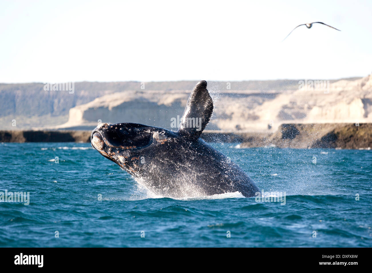 Dagegen verstößt Southern Right Whale, Eubalaena Australis, Halbinsel Valdés, Patagonien, Argentinien Stockfoto
