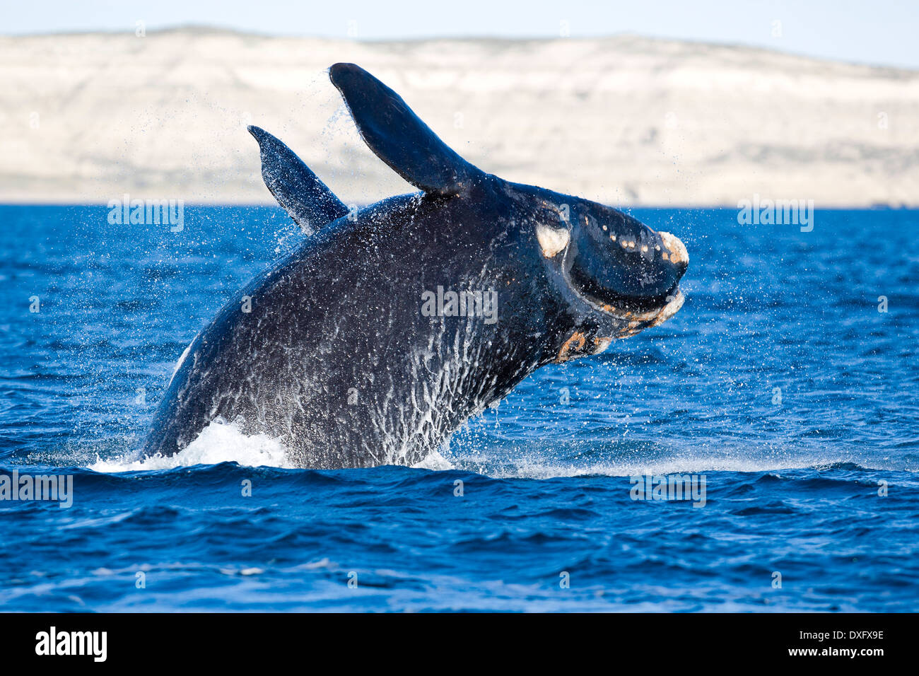 Dagegen verstößt Southern Right Whale, Eubalaena Australis, Halbinsel Valdés, Patagonien, Argentinien Stockfoto