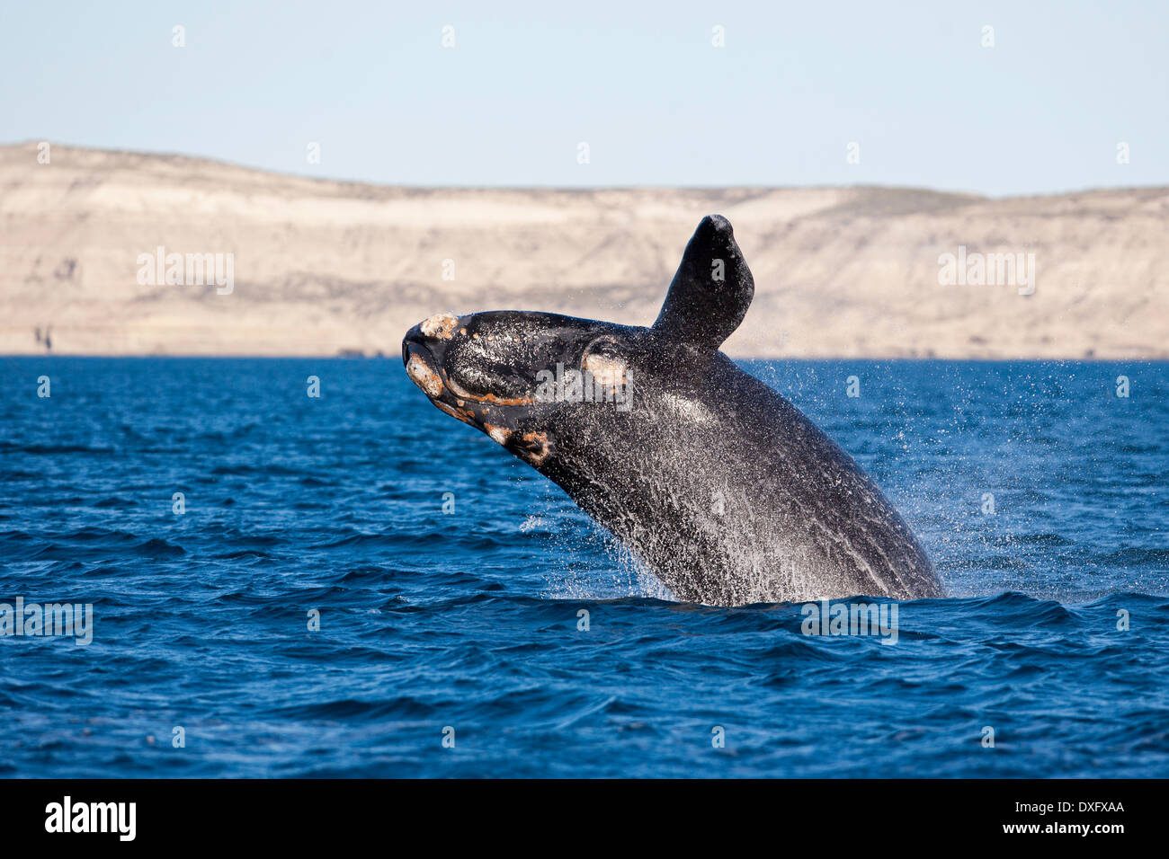 Dagegen verstößt Southern Right Whale, Eubalaena Australis, Halbinsel Valdés, Patagonien, Argentinien Stockfoto