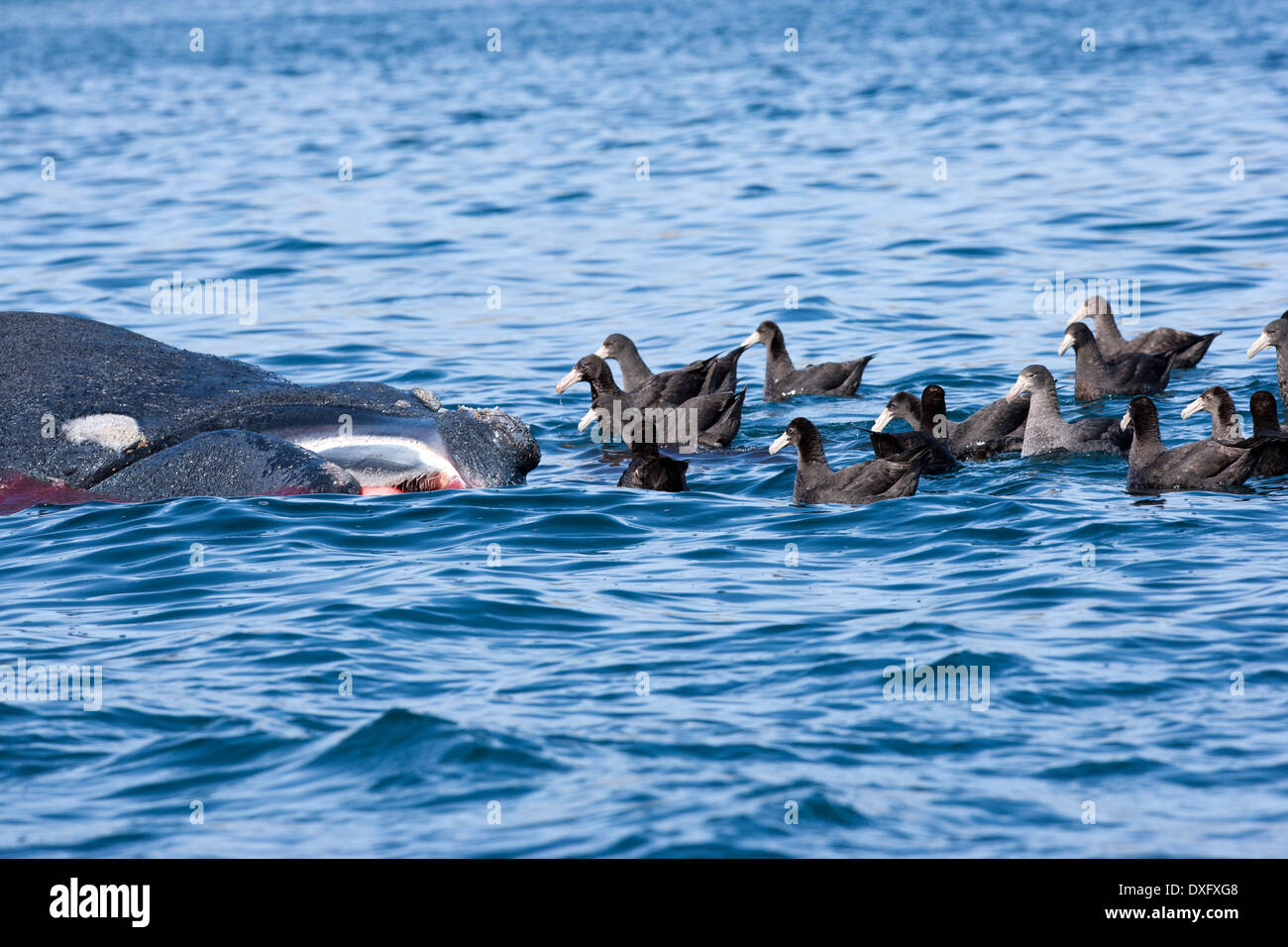 Toten Southern Right Wale auf, schwimmende Eubalaena Australis, Halbinsel Valdés, Patagonien, Argentinien Stockfoto