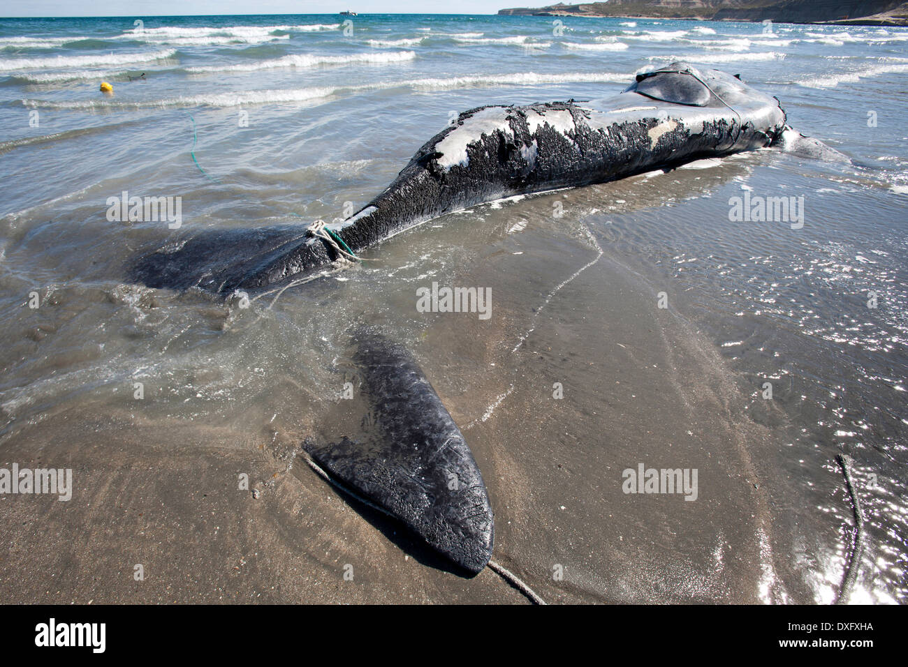 Toten Southern Right Wale am Strand, liegen Eubalaena Australis, Halbinsel Valdés, Patagonien, Argentinien Stockfoto