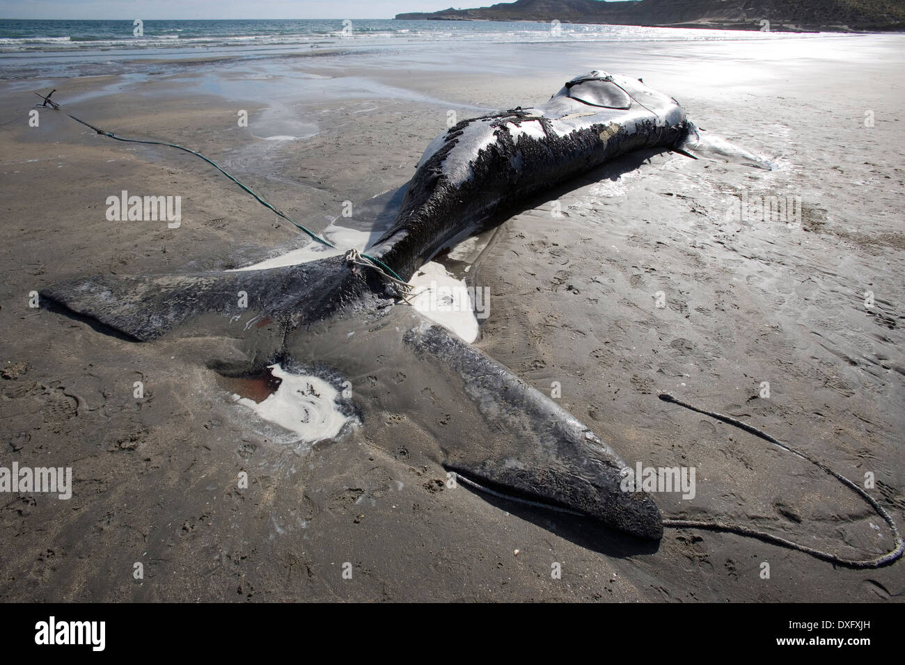 Toten Southern Right Wale am Strand, liegen Eubalaena Australis, Halbinsel Valdés, Patagonien, Argentinien Stockfoto