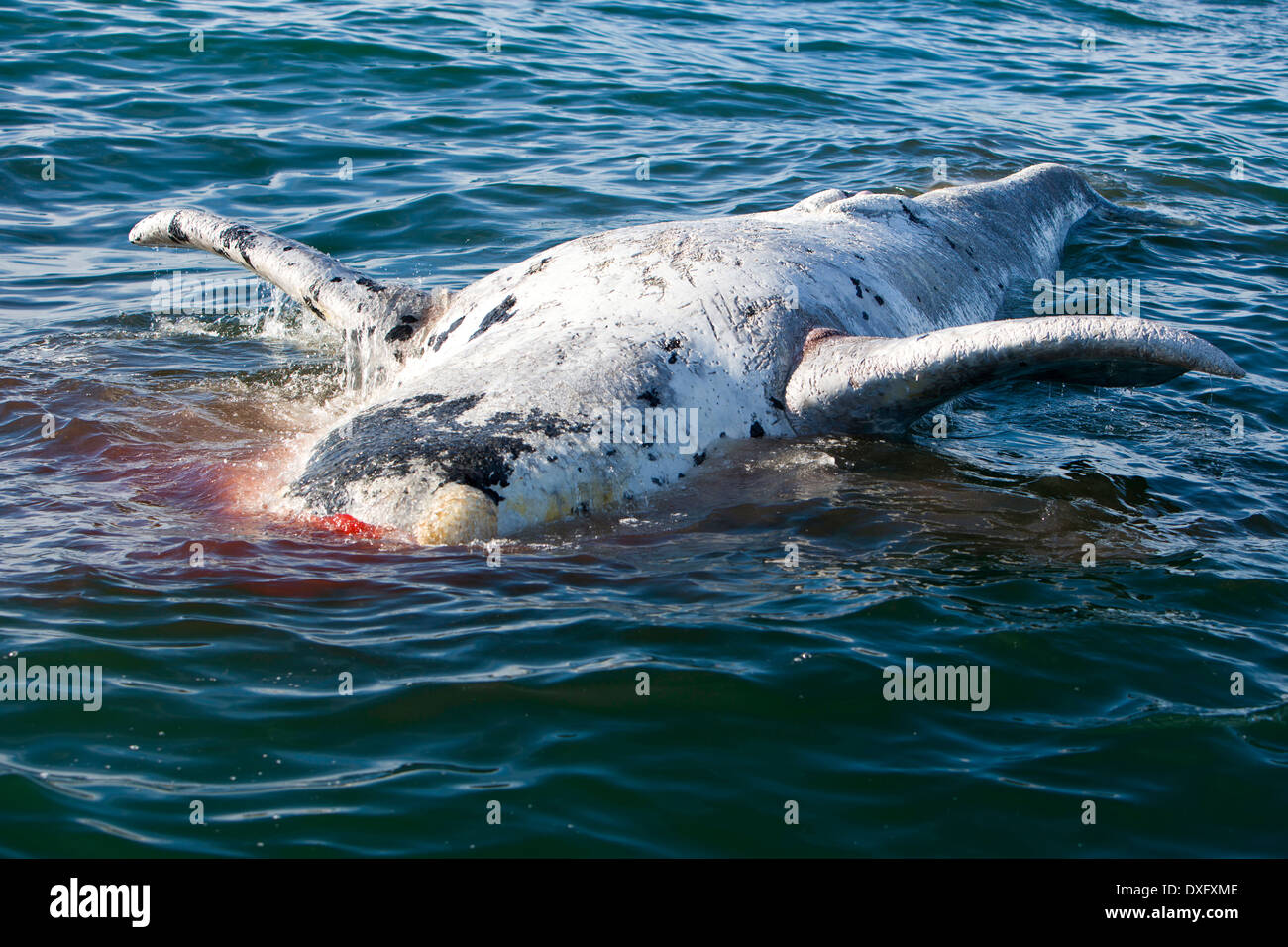 Toten Southern Right Wale auf, schwimmende Eubalaena Australis, Halbinsel Valdés, Patagonien, Argentinien Stockfoto