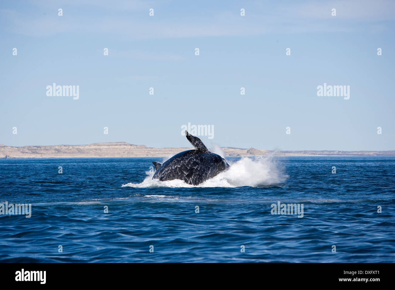 Dagegen verstößt Southern Right Whale, Eubalaena Australis, Halbinsel Valdés, Patagonien, Argentinien Stockfoto