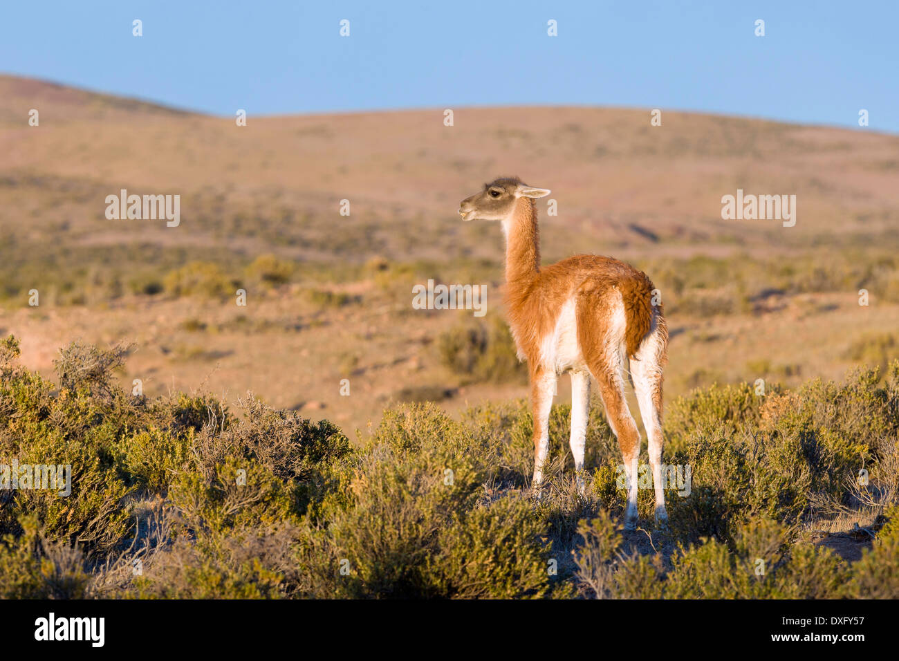 Lama Guanako, Lama Guanicoe, Halbinsel Valdés, Patagonien, Argentinien Stockfoto
