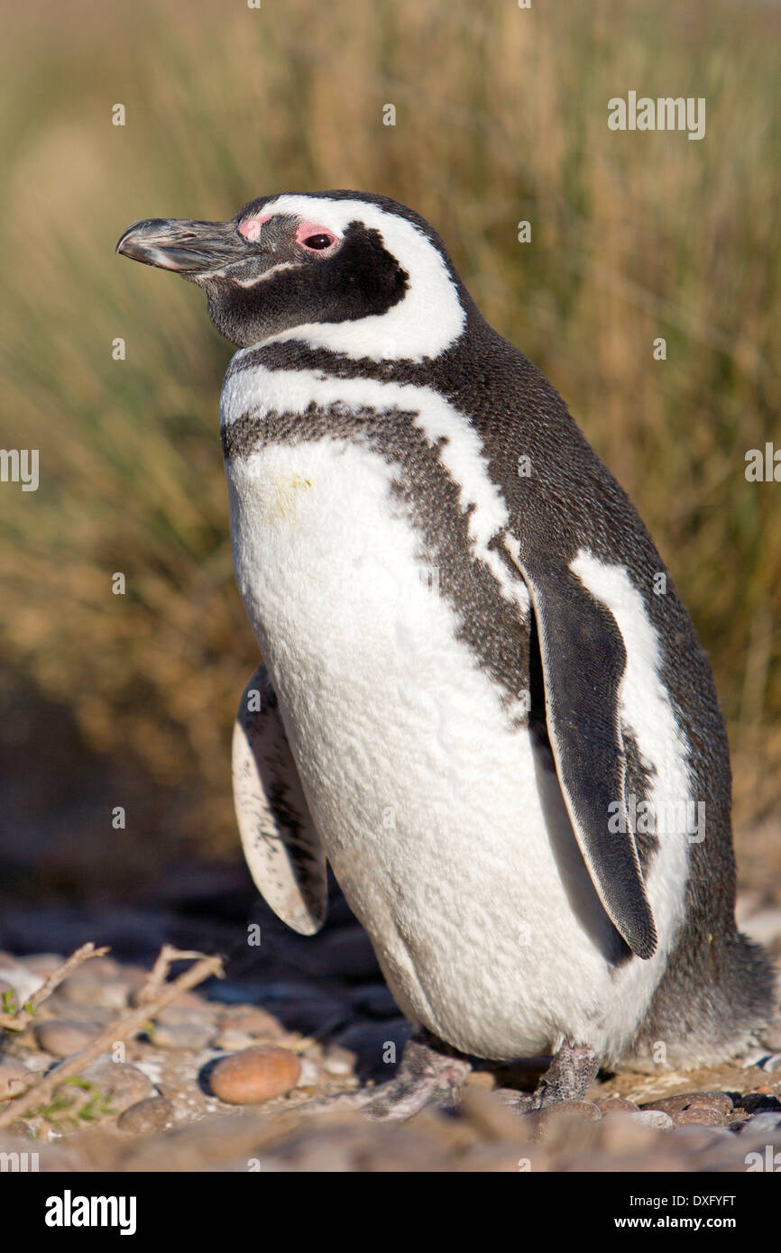 Magellanic Penguin, Spheniscus Magellanicus, Halbinsel Valdés, Patagonien, Argentinien Stockfoto