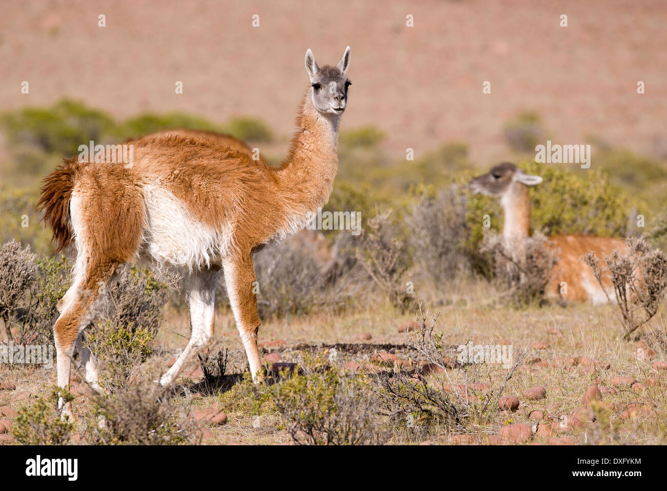 Lama Guanako, Lama Guanicoe, Halbinsel Valdés, Patagonien, Argentinien Stockfoto