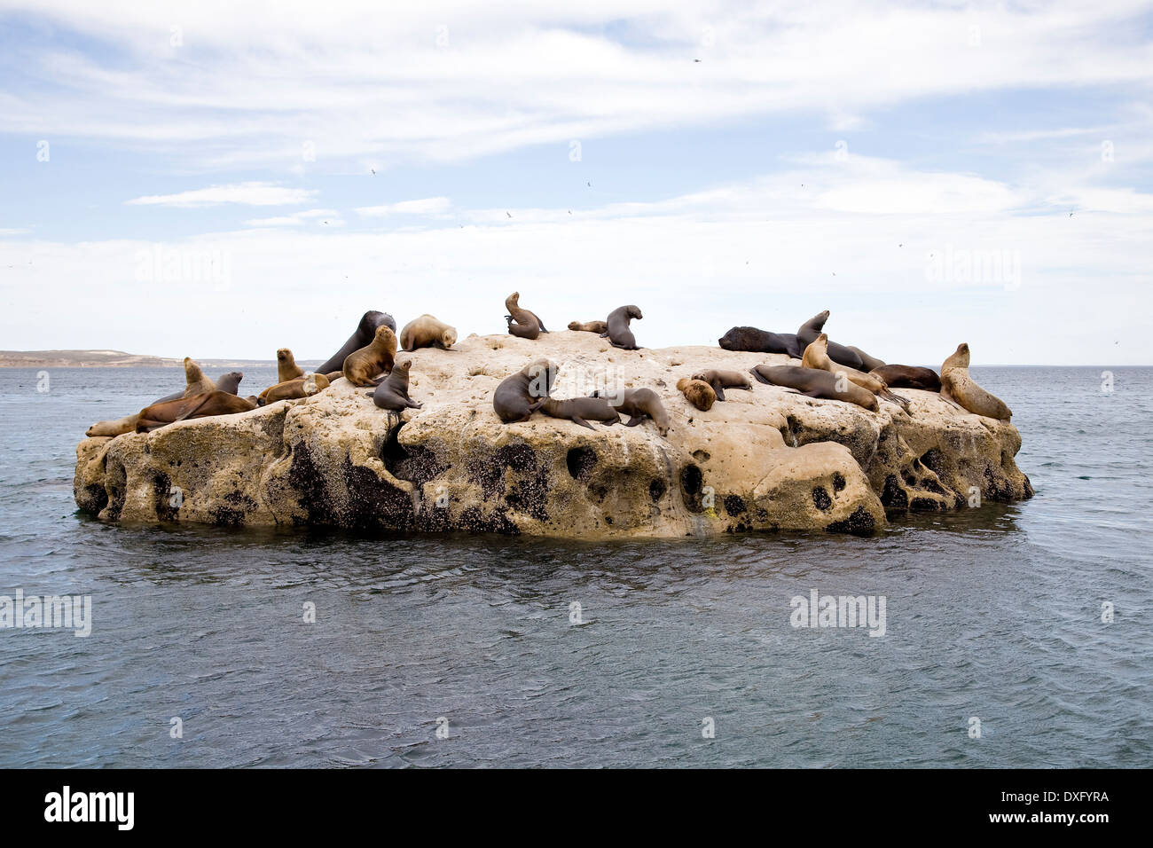 Südamerikanischen Seelöwen-Kolonie, Otaria Flavescens, Halbinsel Valdés, Patagonien, Argentinien Stockfoto