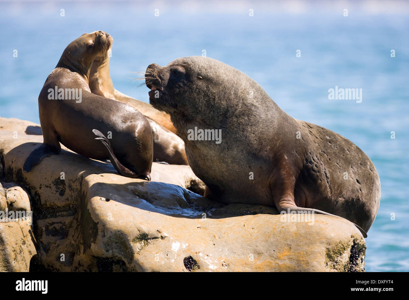 Südamerikanischen Seelöwen, Otaria Flavescens, Halbinsel Valdés, Patagonien, Argentinien Stockfoto