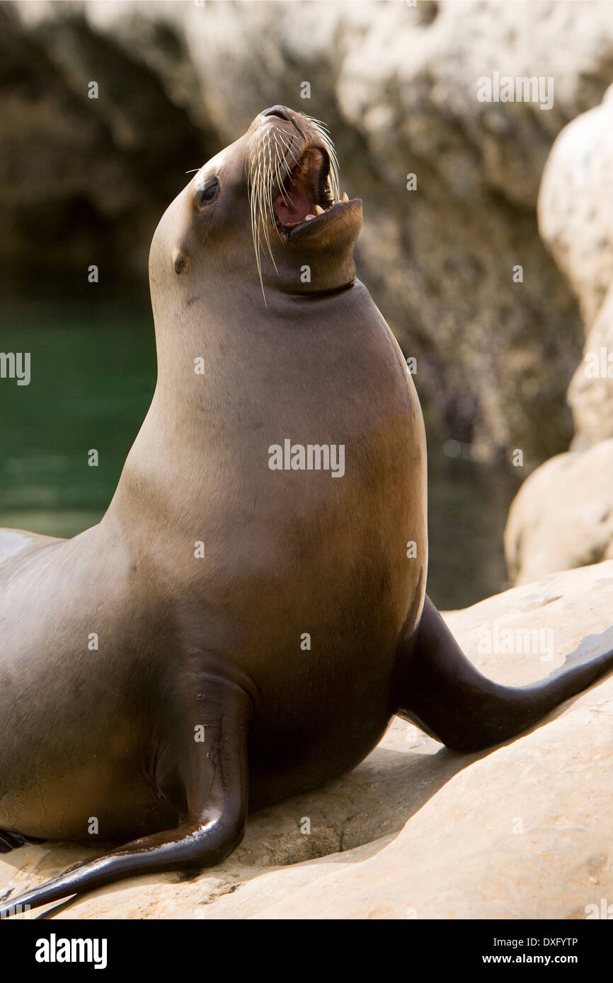 Südamerikanischen Seelöwen, Otaria Flavescens, Halbinsel Valdés, Patagonien, Argentinien Stockfoto