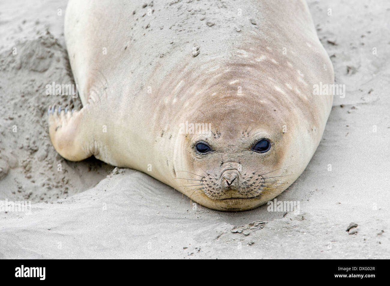 Weiblichen südlichen See-Elefanten, Mirounga Leonina Halbinsel Valdés, Patagonien, Argentinien Stockfoto