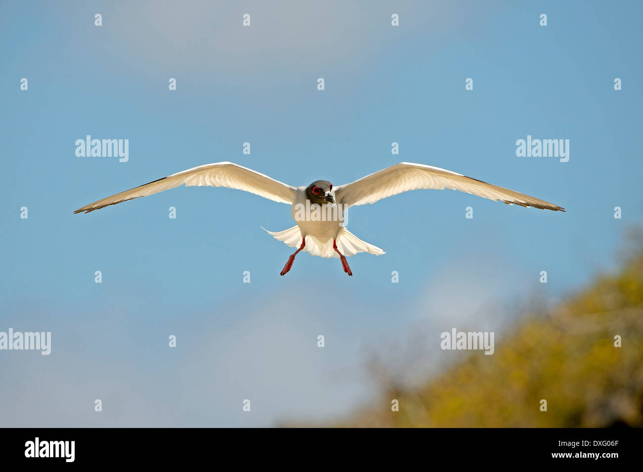 Zinnenkranz Gull, Genovesa Island, Galapagos-Inseln, Ecuador / (Creagrus Furcatus) Stockfoto