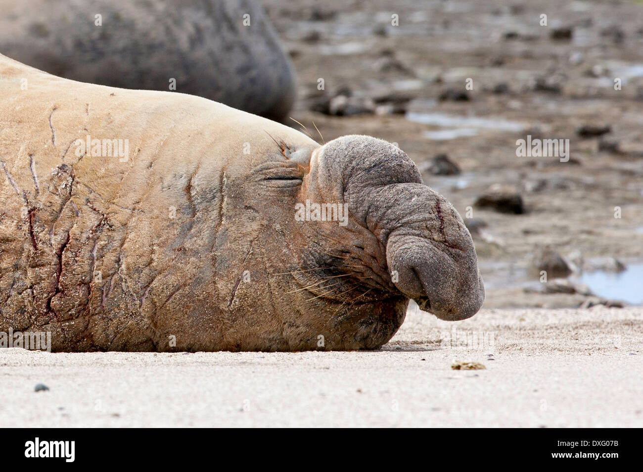 Männlichen südlichen See-Elefanten, Mirounga Leonina Halbinsel Valdés, Patagonien, Argentinien Stockfoto