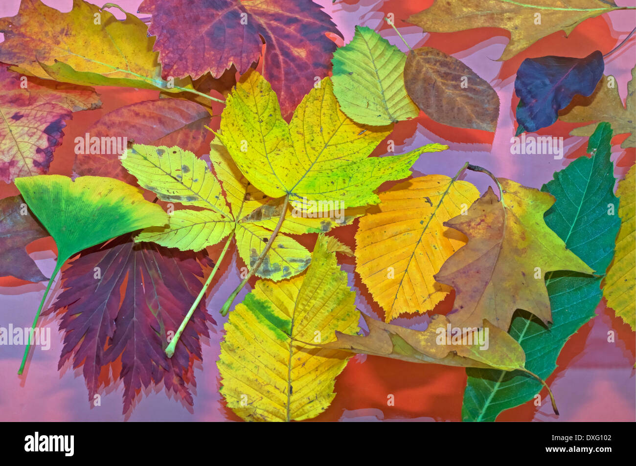 bunte Blätter im Herbst Stockfoto