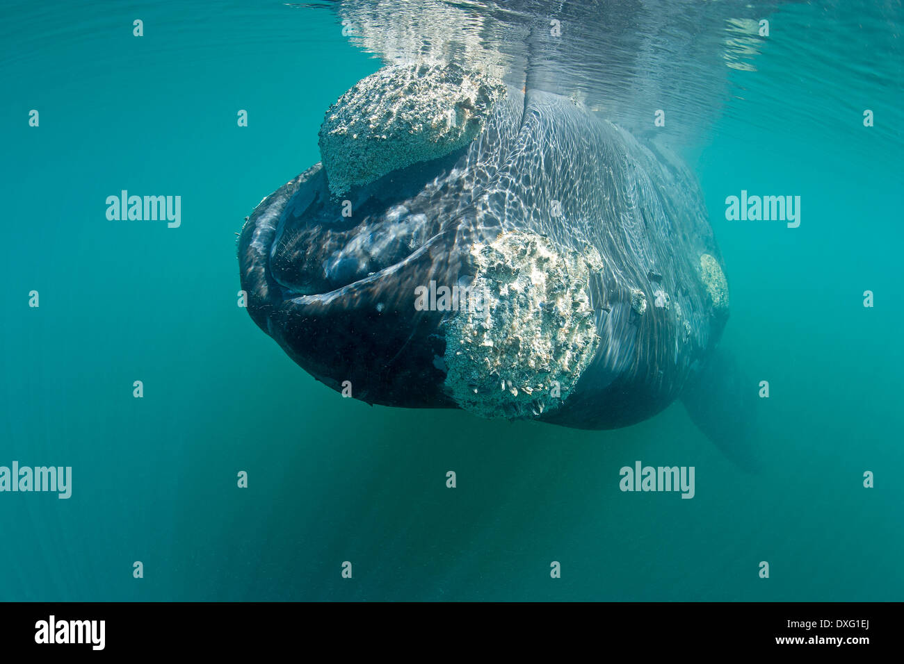 Südlichen Glattwal Eubalaena Australis, Halbinsel Valdés, Patagonien, Argentinien Stockfoto