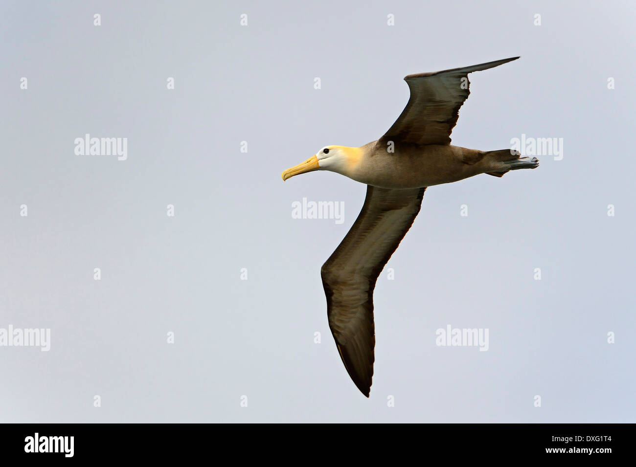 Winkte Albatross, Dunstabzugshaube Insel, Galapagos-Inseln, Ecuador / (Diomedea Irrorata) / Espanola Stockfoto
