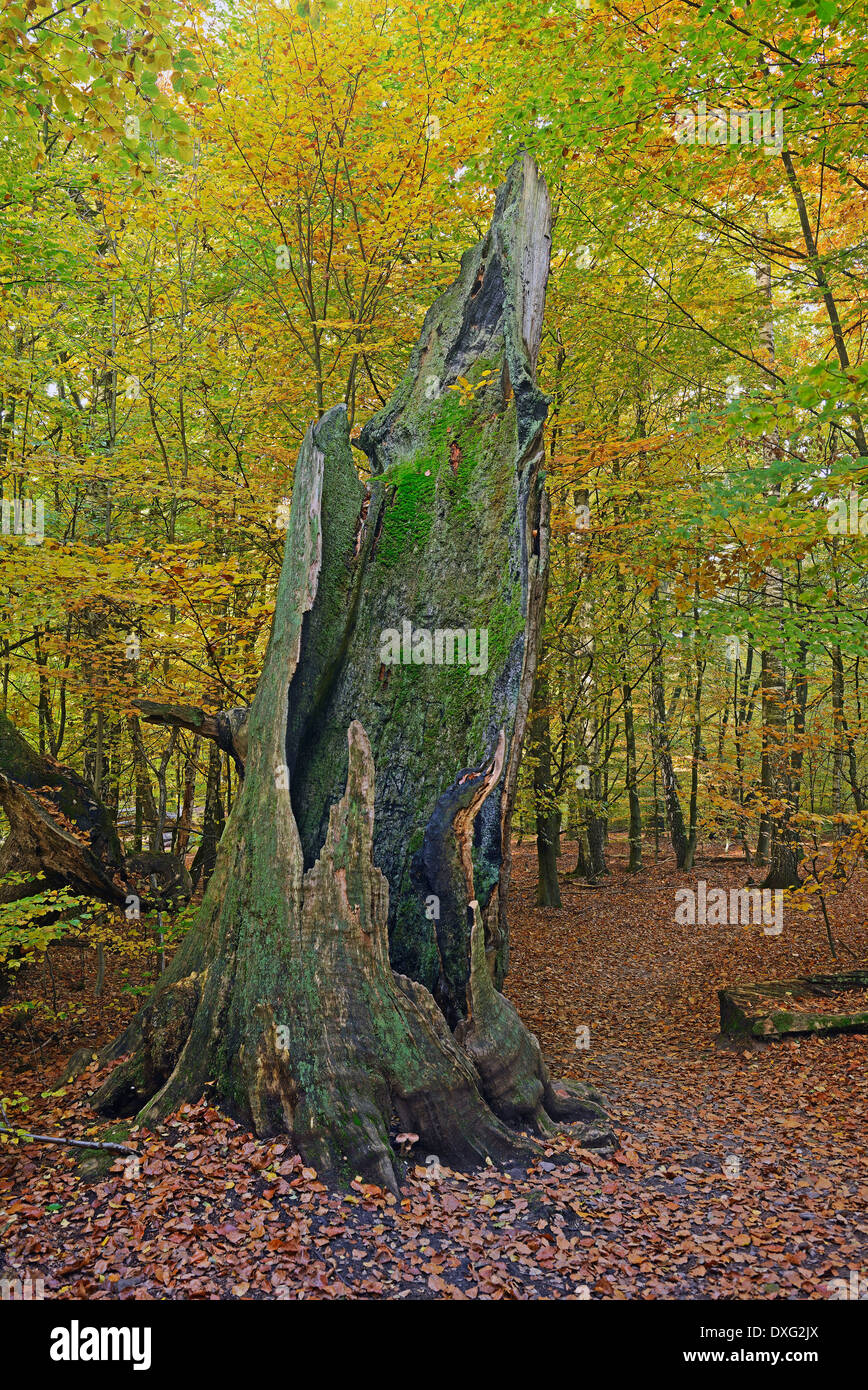 Alte Buche, Stamm, ca. 800 Jahre alt, Naturschutzgebiet Urwald Sababurg von Wald, Hessen, Deutschland / (Fagus spec.) Stockfoto
