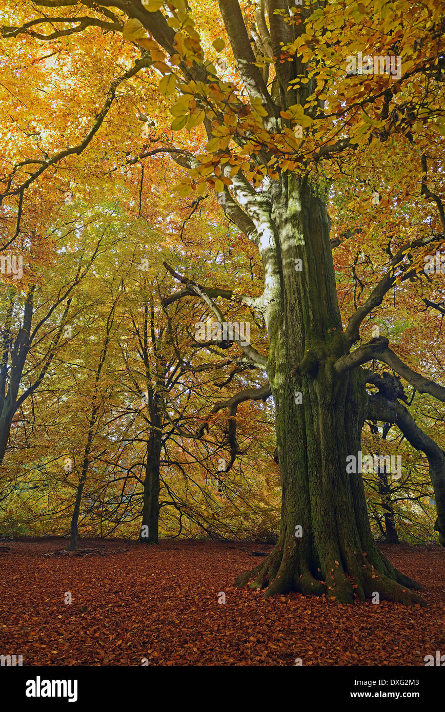 Alte Buche, Naturschutzgebiet urzeitlichen Wald Sababurg, Hessen, Deutschland / (Fagus spec.) Stockfoto