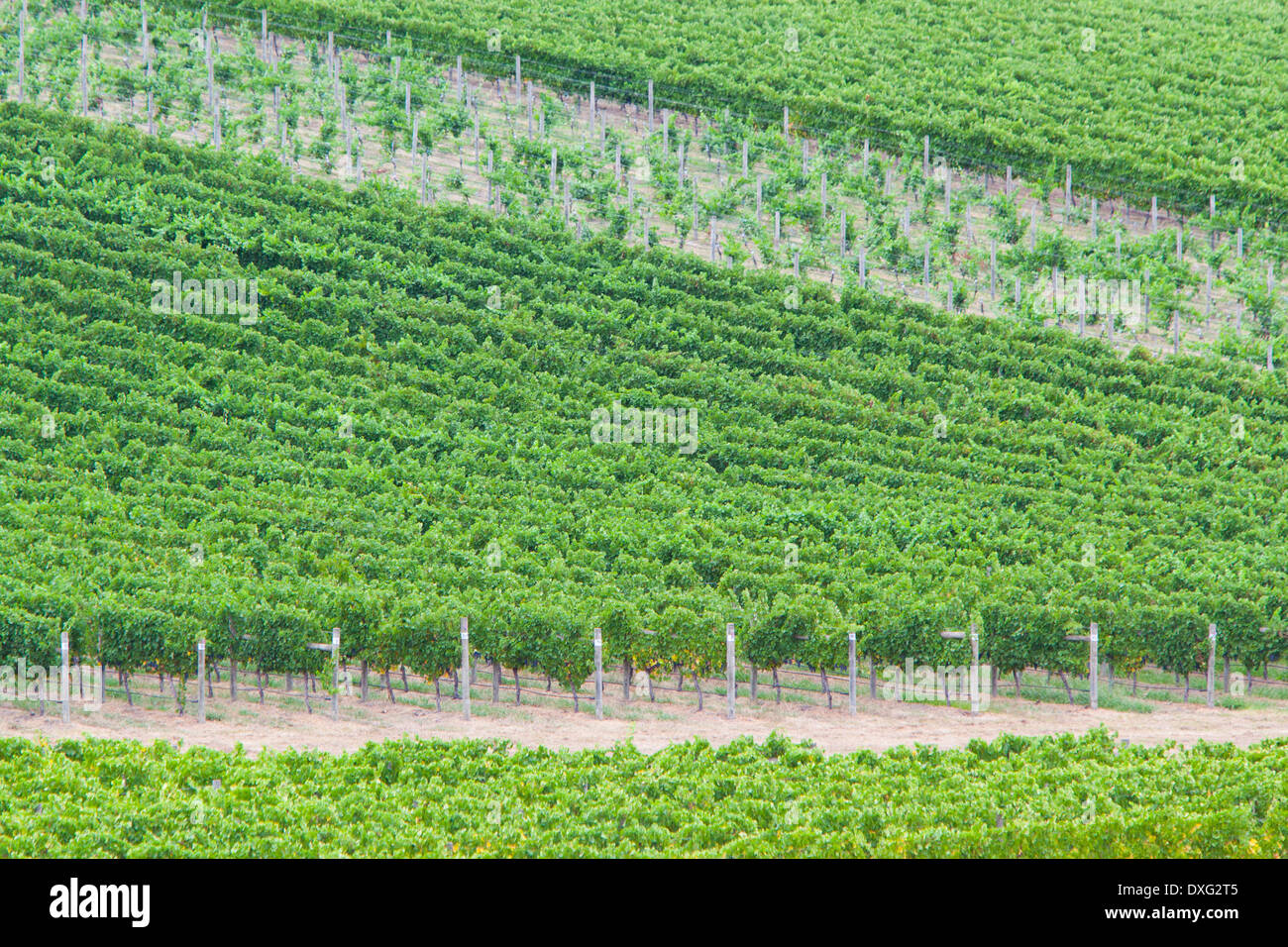 Reben in Spätlese in einem Weingut im Yarra Valley, Australien Stockfoto