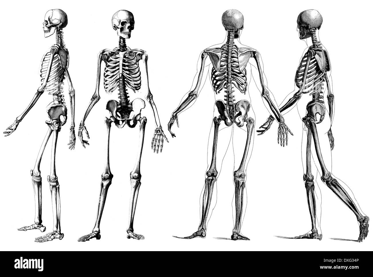 Medizin - Gliederung-viktorianischen Anatomie-Zeichnungen des menschlichen Skeletts Stockfoto