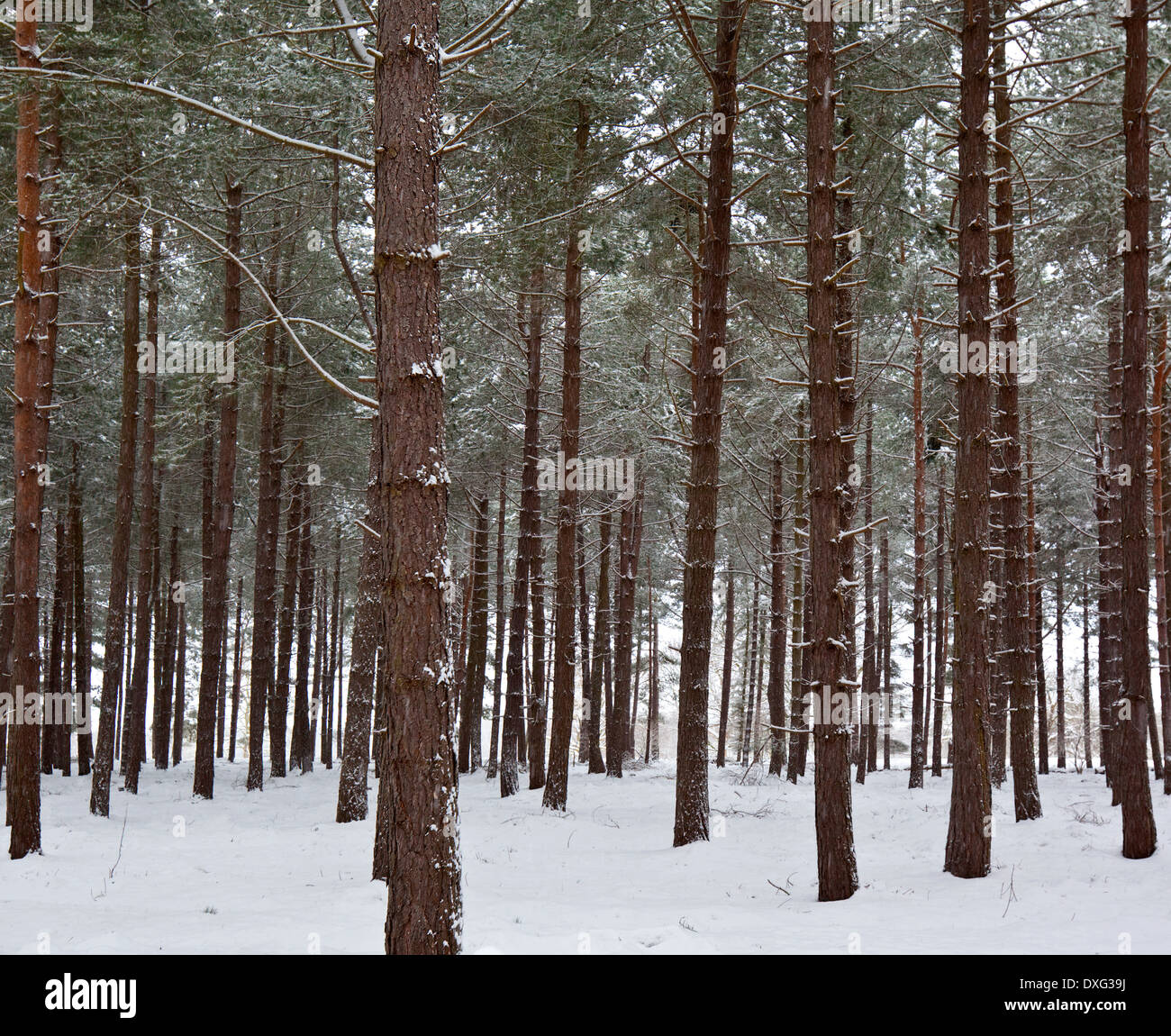 Eine Plantage von Kiefern im Winterschnee. Stockfoto
