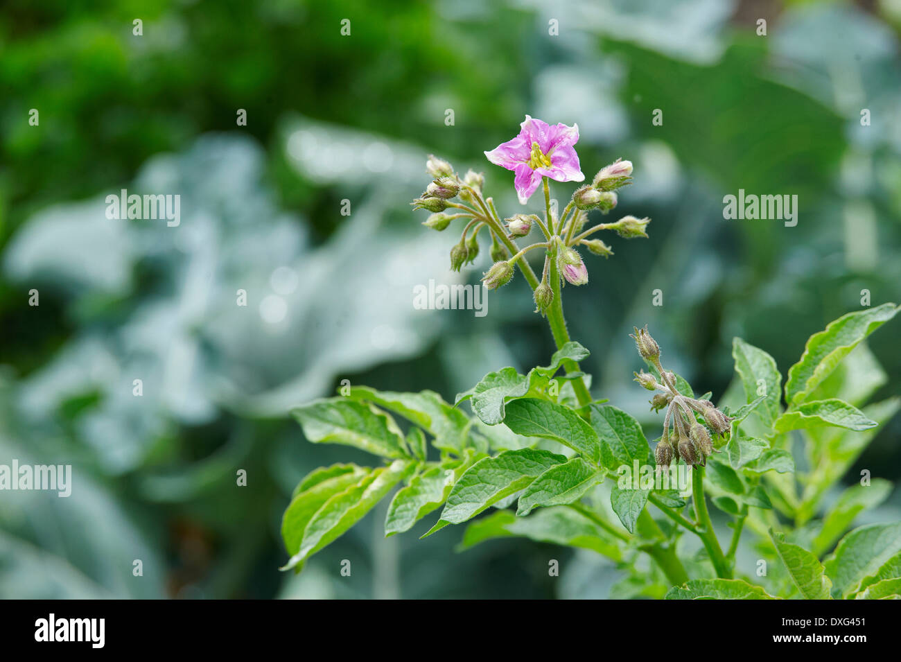 Blume auf Kartoffelpflanze im Garten Stockfoto