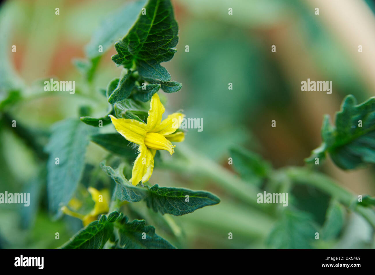 Blume auf Tomatenpflanze im Garten Stockfoto