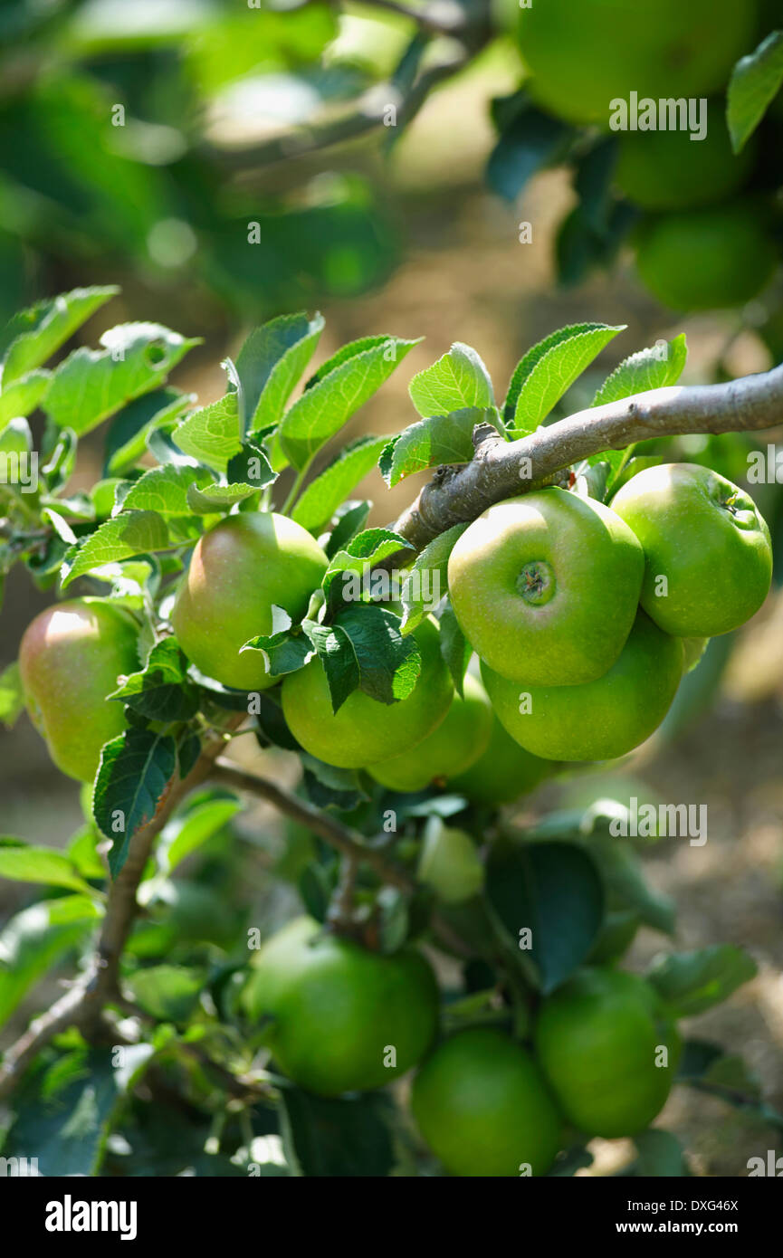 Äpfel wachsen am Baum im Obstgarten Stockfoto