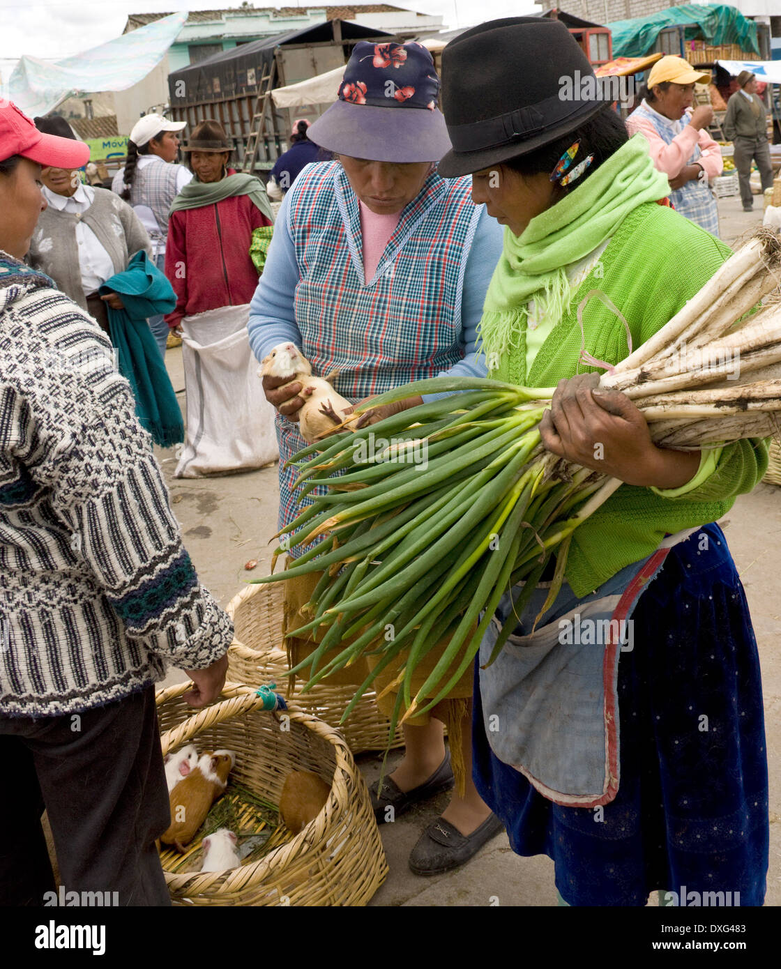 Ecuadorianische Frau Prüfung Meerschweinchen kaufen sie für Essen auf einem Markt - Ecuador Stockfoto