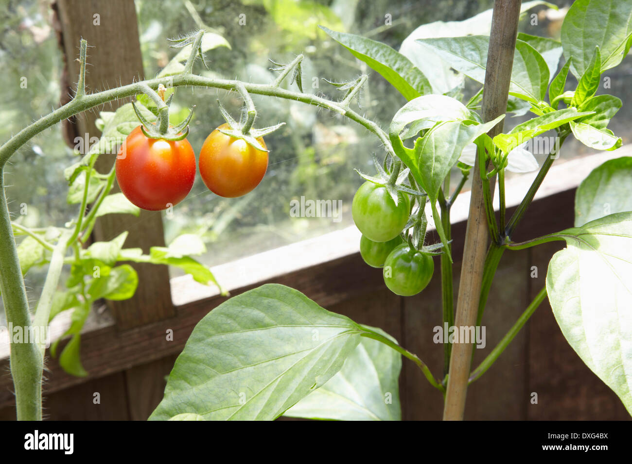 Tomaten Im Gewachshaus Bestauben