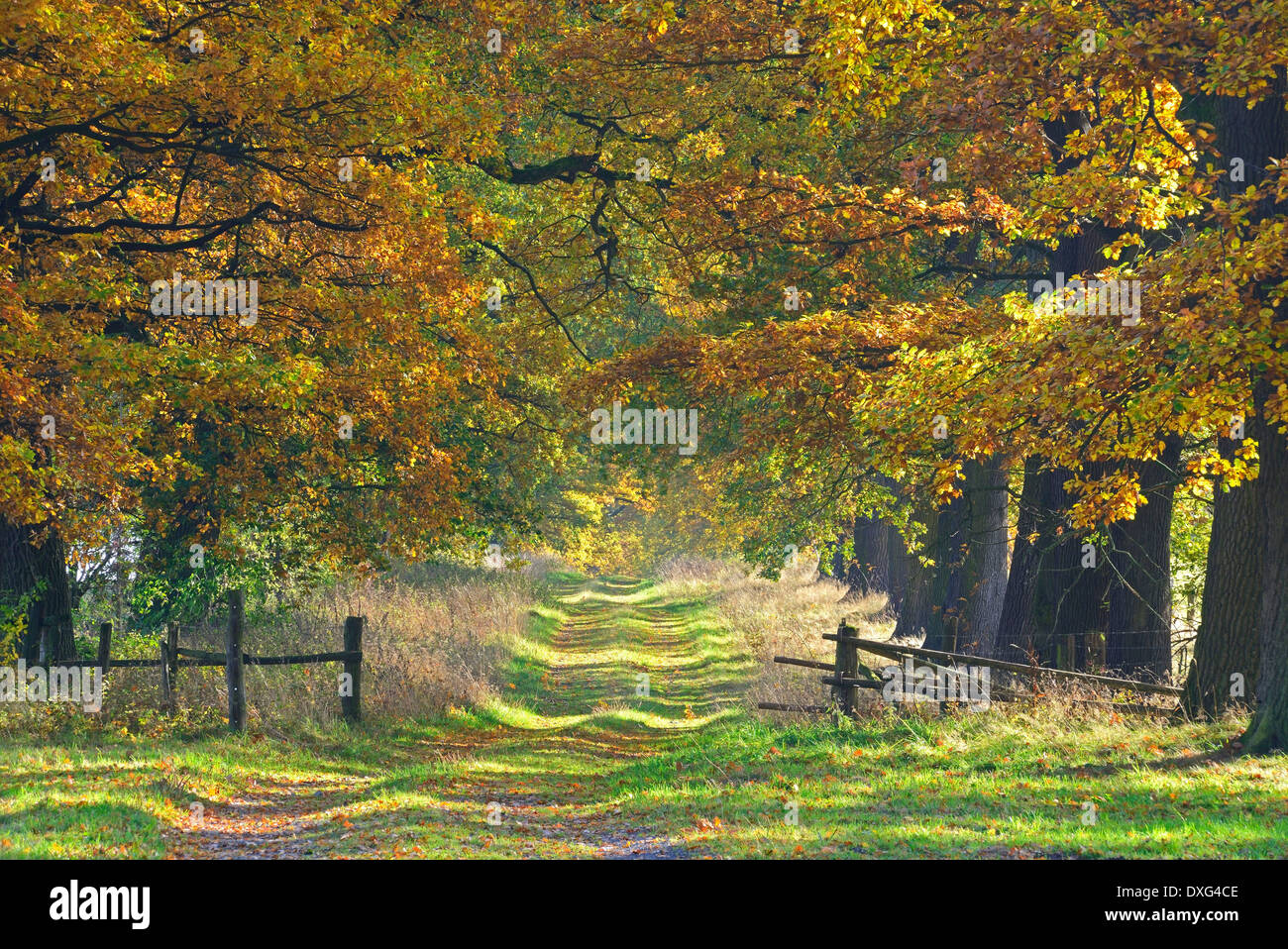 Eichen gesäumten Allee, alten Eichen, Hessen, Deutschland / (Quercus spec.) Stockfoto