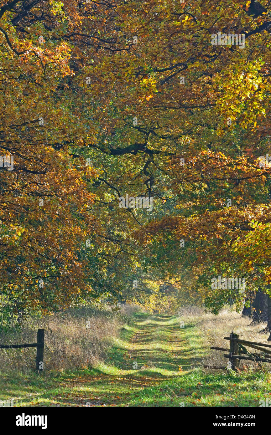 Eichen gesäumten Allee, alten Eichen, Hessen, Deutschland / (Quercus