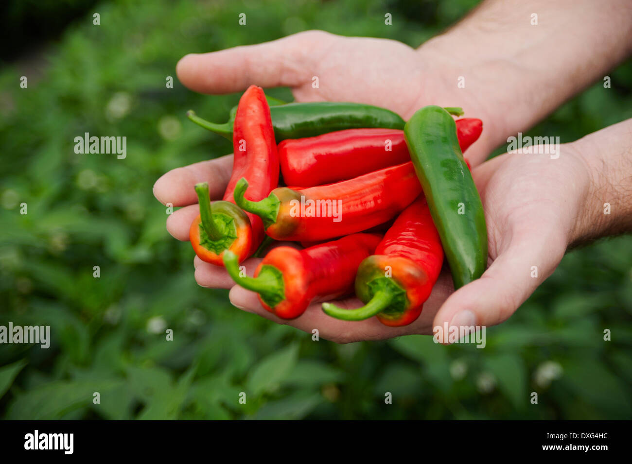 Hände halten rote und grüne Chilischoten Stockfoto