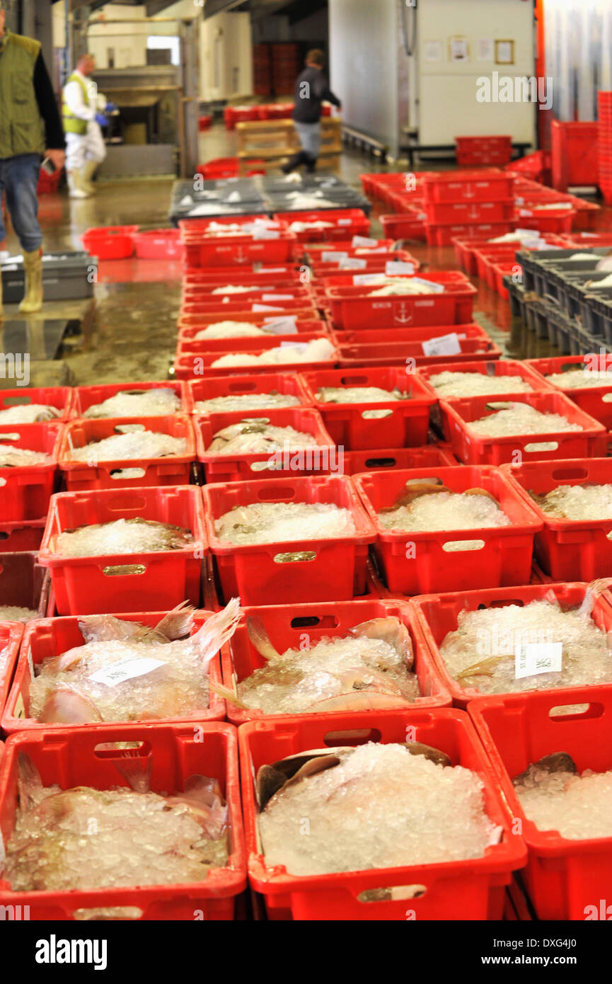 Frischer Fisch zum Verkauf auf Markt Stockfoto