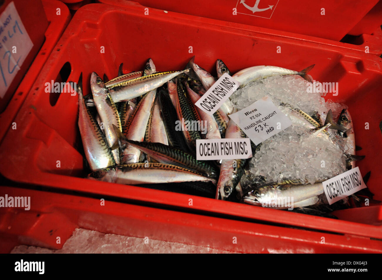 Frische Makrelen zum Verkauf auf Markt Stockfoto